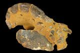 Fossil Mud Lobster (Thalassina) - Australia #141039-3